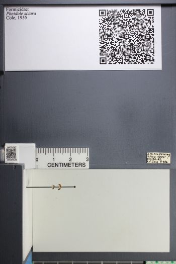 Media type: image;   Entomology 534625